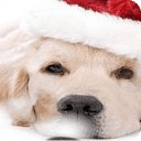 Sad Christmas Dog LWP