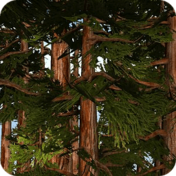 Redwoods 3D Live Wallpaper