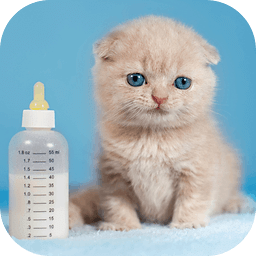 BABY CAT KITTEN LIVE WALLPAPER