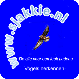 Vogels herkennen