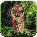 Tiger Hunter 2014