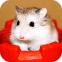 The Amazing Talking Hamster