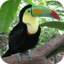 The Talking Toucan Bird