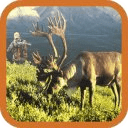 Deer Hunt 2