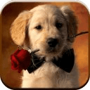 Cute Dog Wallpapers