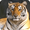 Tigers HD Jigsaw Puzzles