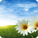 Flower Wallpapers Free