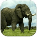 African Animals Wallpapers