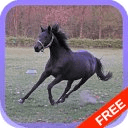 Horse Racing Free