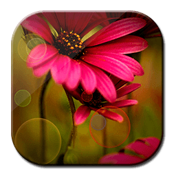 Free Red HD Flowers LWP