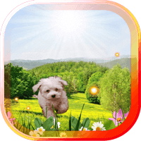 Spring Puppy live wallpaper