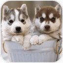 Siberian Husky Puzzle