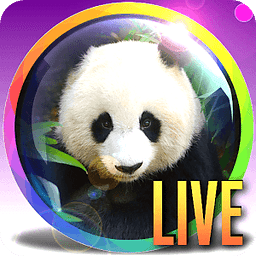 PANDA Webcam - Live Zoo Pandas