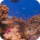 Marine Aquarium HD