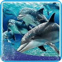 Dolphin Pop 3d Live Wallpaper