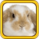 Temple Bunny 2 Tablet