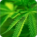 Weed Live Wallpaper