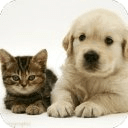 Doggy &amp; Cat