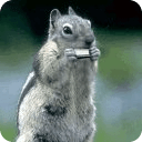 SingingSquirrel LWP