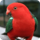 Talking Parrot Live Wallpaper