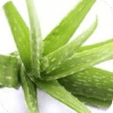 Beneficios del Aloe Vera