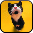 Funny Cats Live Wallpaper