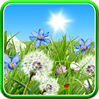 Summer Flowers Live Wallpaper