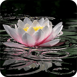 Lotus Flower Live Wallpaper