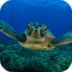 Sea Turtle Live Wallpaper FREE