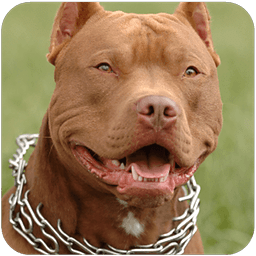 Pitbull Dog Live Wallpaper