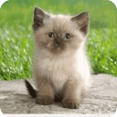 Adorable Himalayan Kitty LWP