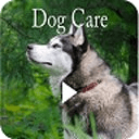 Dog Care