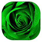 Green Rose Live Wallpaper