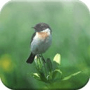 Little Bird Wallpapers HD