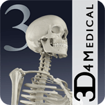 Essential Skeleton 3