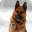 Talking German Shepherd