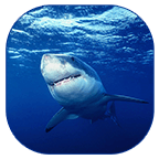 Shark Live Wallpaper