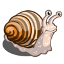 Hunt Snails