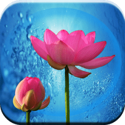 Lotus Flower LiveWall