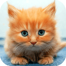 Ginger Cat Live Wallpaper