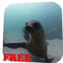 Fur seal Video Live Wallpaper