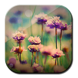 Flowers HD for Phones