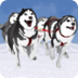 狗拉雪橇冬季赛 Dog Sledding Winter Race