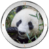 熊猫时钟小工具 Panda Clock Widget