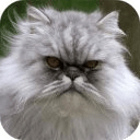 The Talking Persian Cat