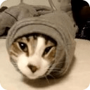 Funny Cat Videos