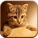 Cute Talking Cat Wallpapers