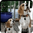 Beagle Wallpapers