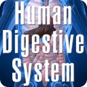 Human Digestive System