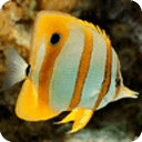 Fish of the Coral Reef 1 FREE